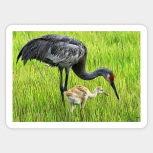 Sandhill crane parent with chick Sticker